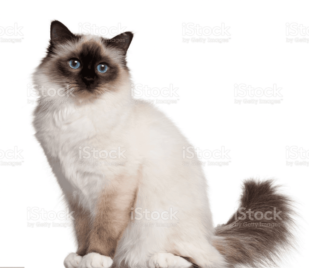 Beautiful Birman