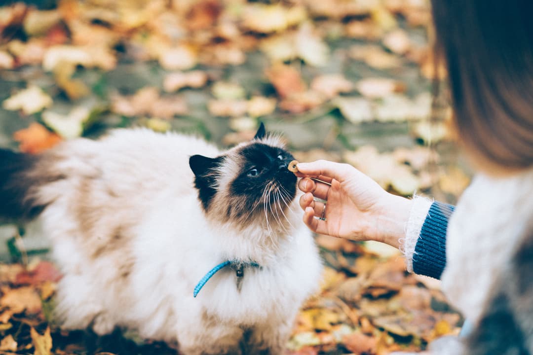 Calm, Gentle Birman