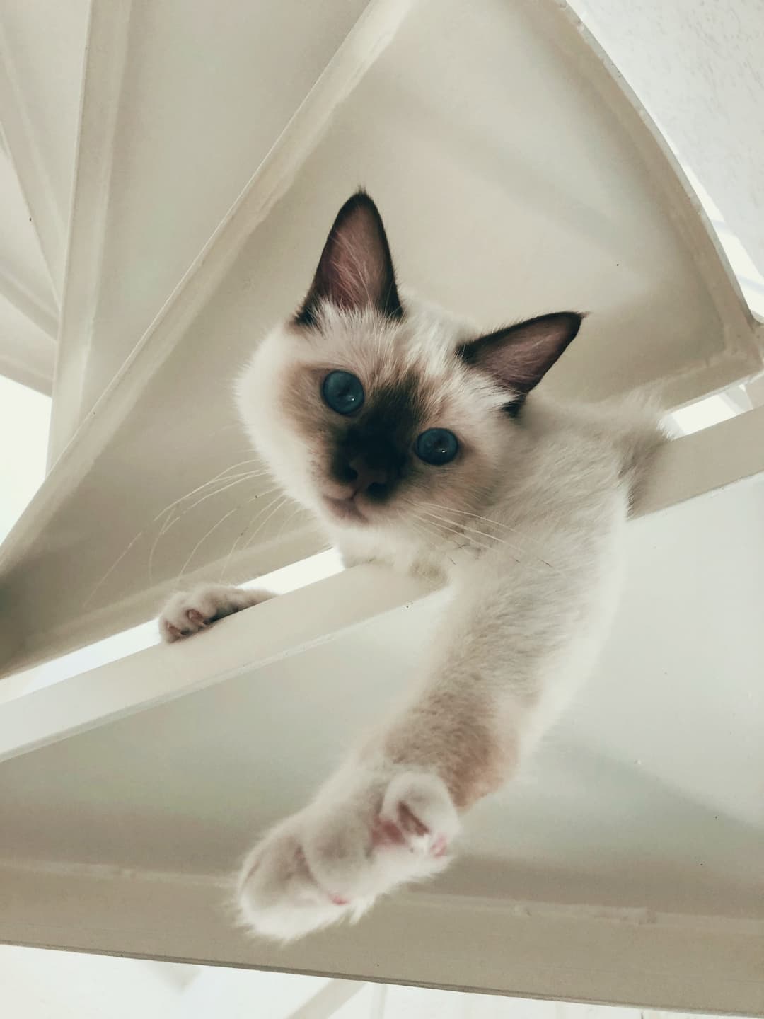 Playful Birman